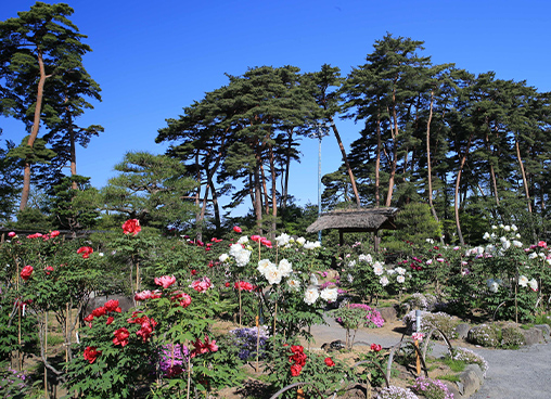 須賀川牡丹園